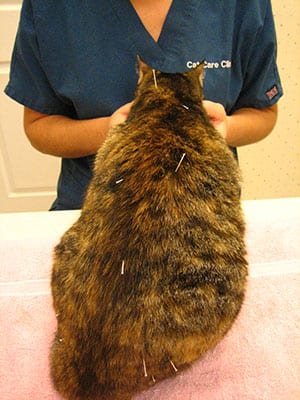 Cat Acupuncture in Ormond Beach, FL
