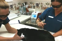 Cat Laser Therapy in Ormond Beach, FL
