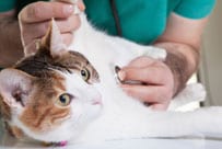 Cat Vaccinations and Wellness Exams in Ormond Beach, FL