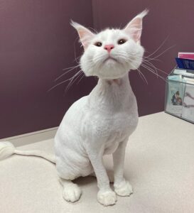 white cat at cat care clinic