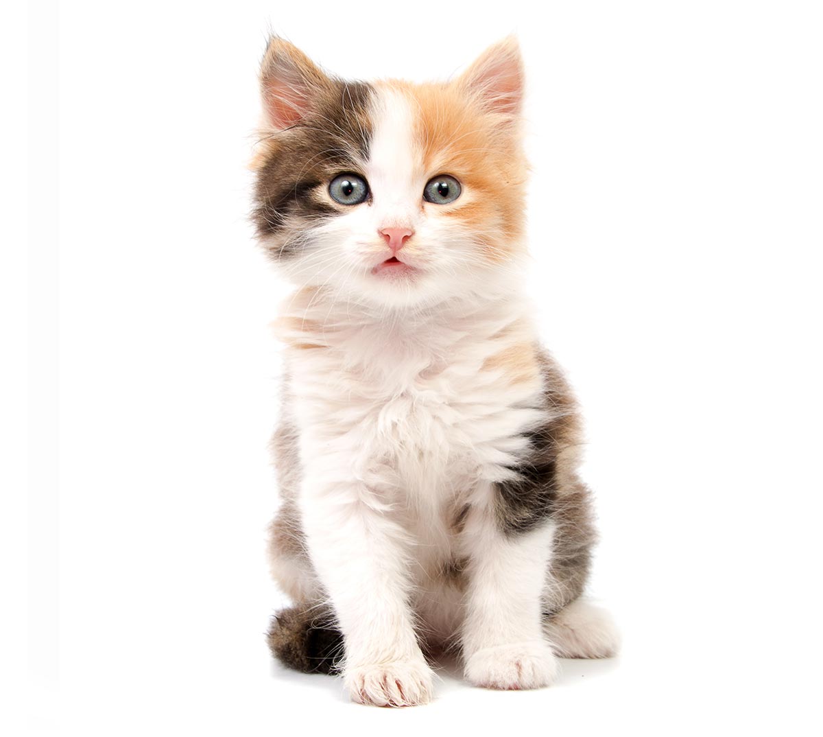 small tri-colored kitten sitting on white background