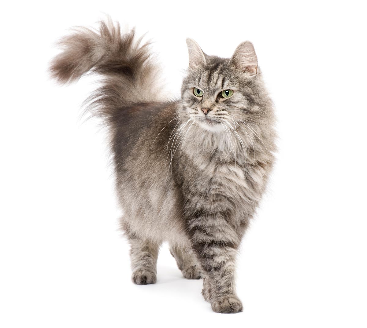 fluffy grey striped cat walking and looking away