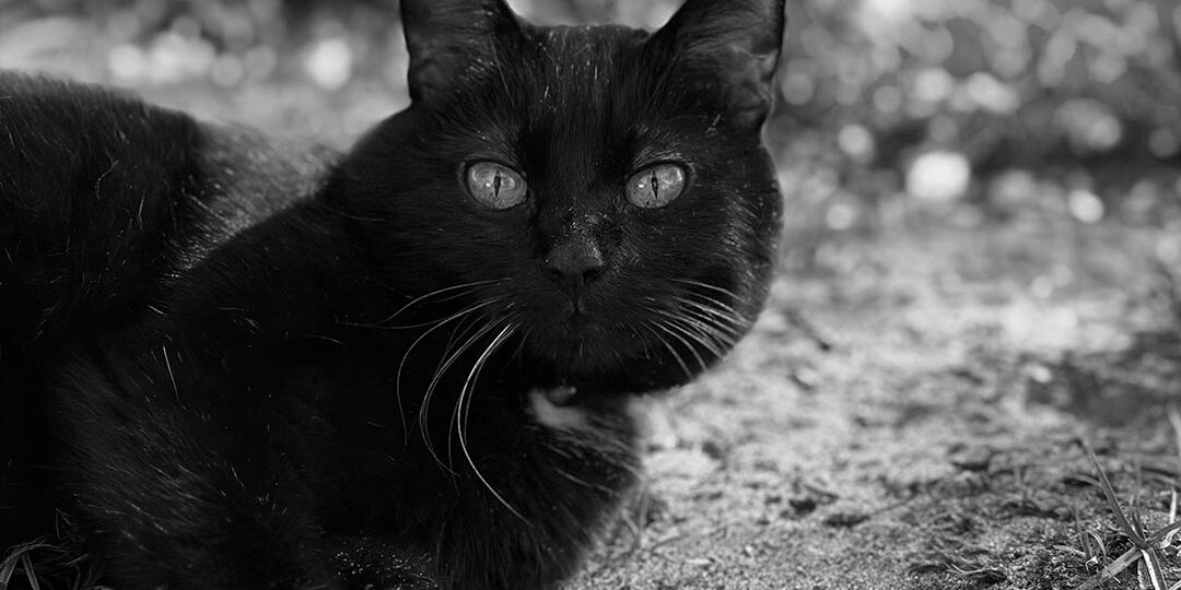 Black Cat Outside