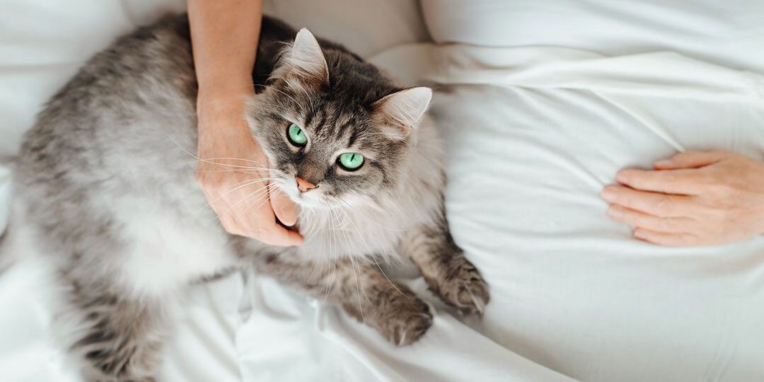 fluffy gray cat with green eyes cuddling on the bed with its owner