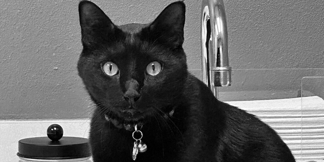 black and white image of black cat sitting in sink at veterinarian's office