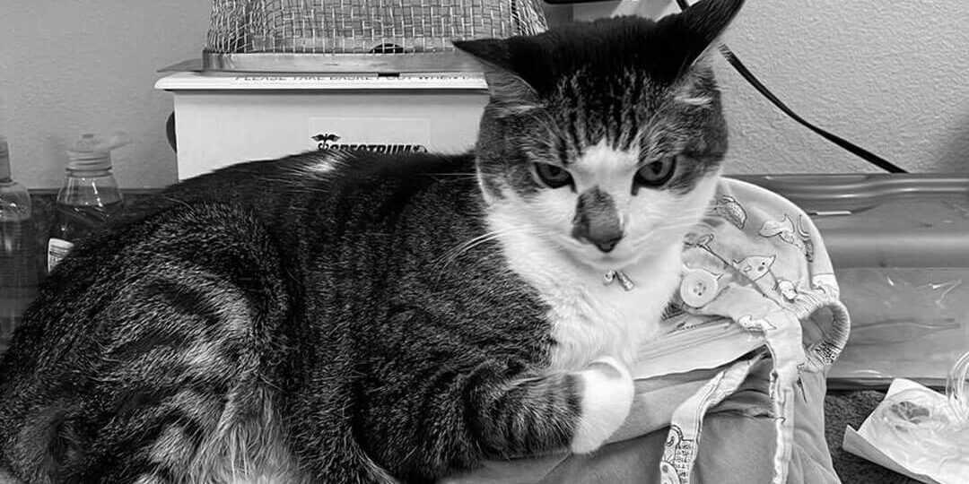 Cat Laying On Counter