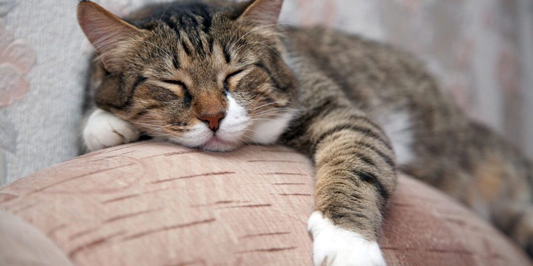 brown tabby cat napping on the couch