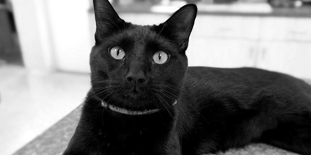 Close Up Of Black Cat Laying On Table With Blurred Background