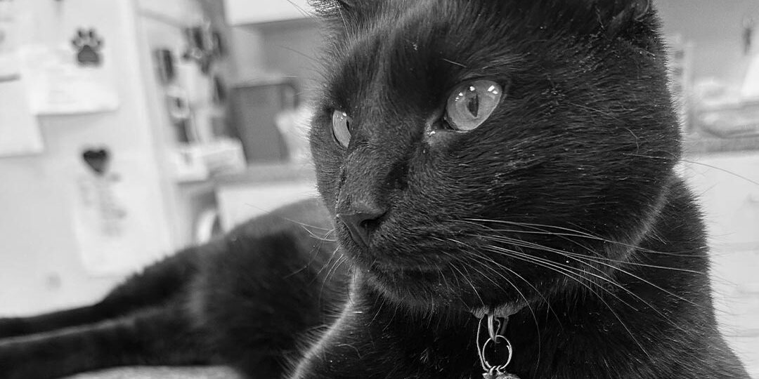 Close Up Of Black Cat Sitting On Counter