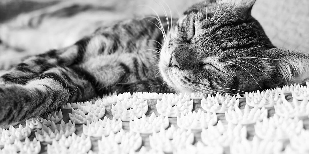 Close Up Of Cat Sleeping On Acupressure Mat