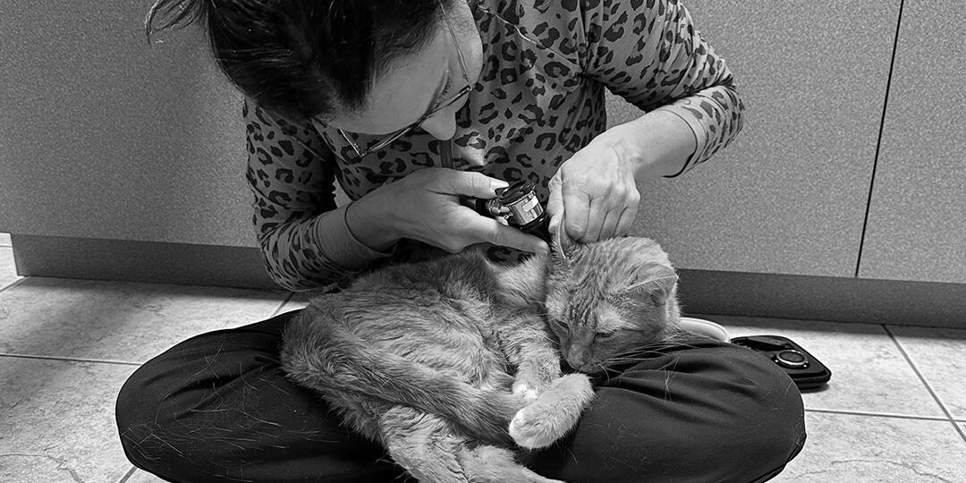 Doctor Sitting On Floor With Cat And Checking Cats Ears With Otoscope