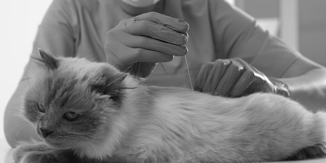 Doctor Wearing Mask And Gloves Inserting Acupuncture Needle Into Fluffy Cat Sitting On Exam Table