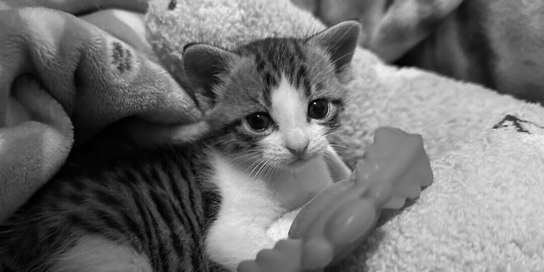 Kitten Laying With Large Toy