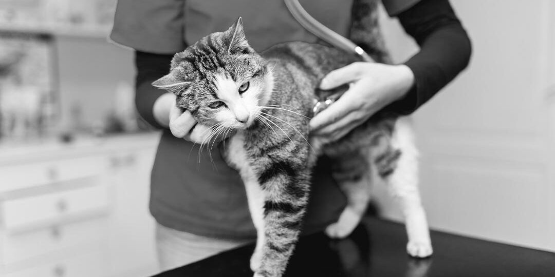 Striped Cat Nuzzling Doctor During Checkup