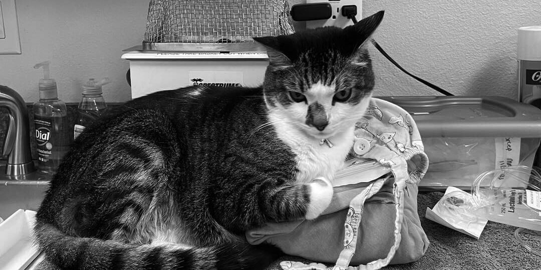 Striped Cat Relaxing In Treatment Area