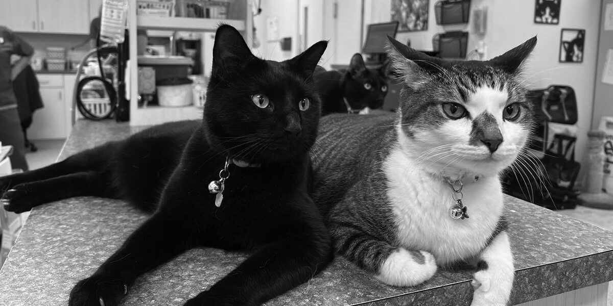 Two Cats Relaxing On Counter